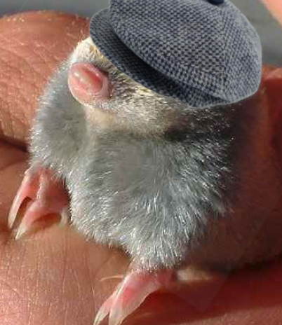 Bet ya didn't know you were playing with the Burrowing Crooner