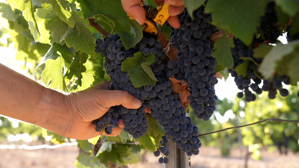 Cada uva recolectada, cada racimo, representa nuestro esmero por el cuidado del viñedo.

#FincaMonastasia #vendimia #vinosdejumilla #dopjumilla #syrah #vendimia2024 #harvest2024