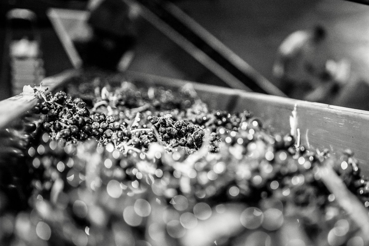 Cada parte del proceso tiene su propia magia.

#FincaMonastasia #bodega