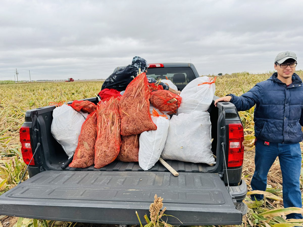 Pradeepku98's tweet image. Great day with the sorghum team! 🌾 We harvested all plots for one of our collaborating projects with @YerkaMelinda and even managed some threshing. Huge shoutout to the team for hard work! Let’s keep the momentum going. Have a great weekend, everyone! @DrSorghum
#Teamsorhum