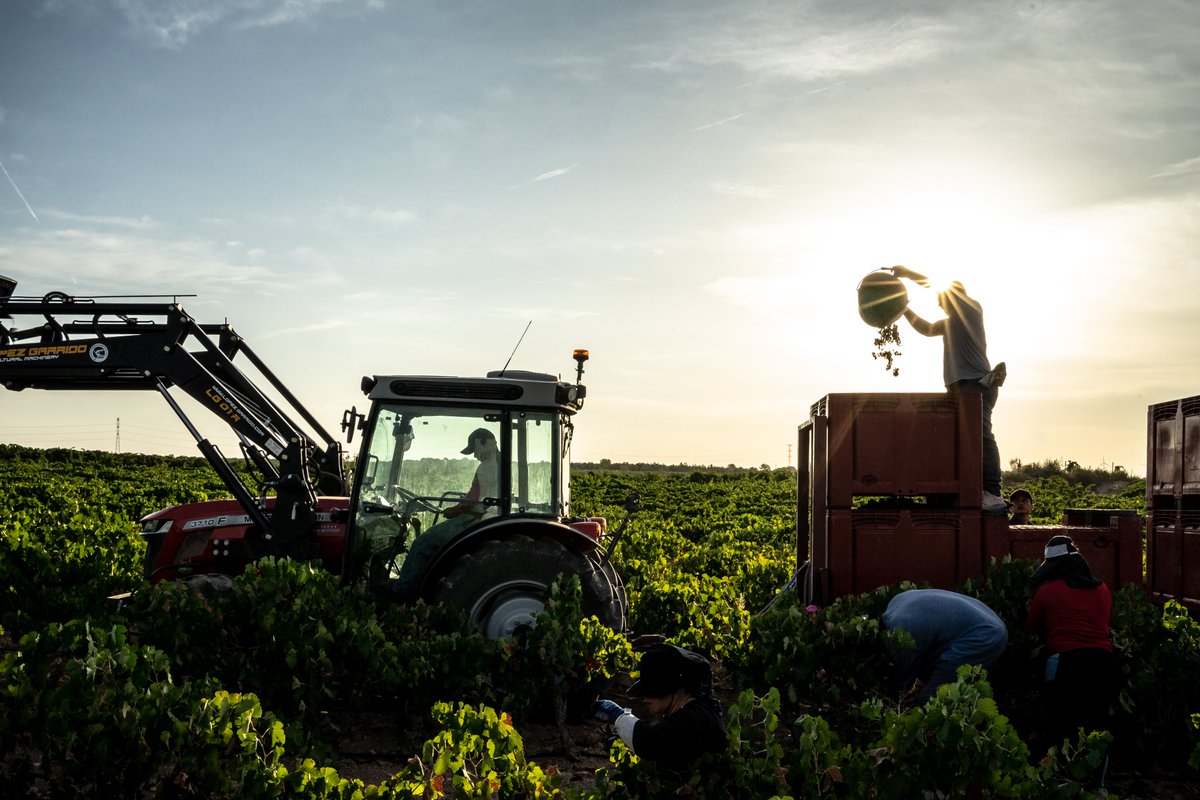 Una mañana de Vendimia 2024 en Finca Monastasia