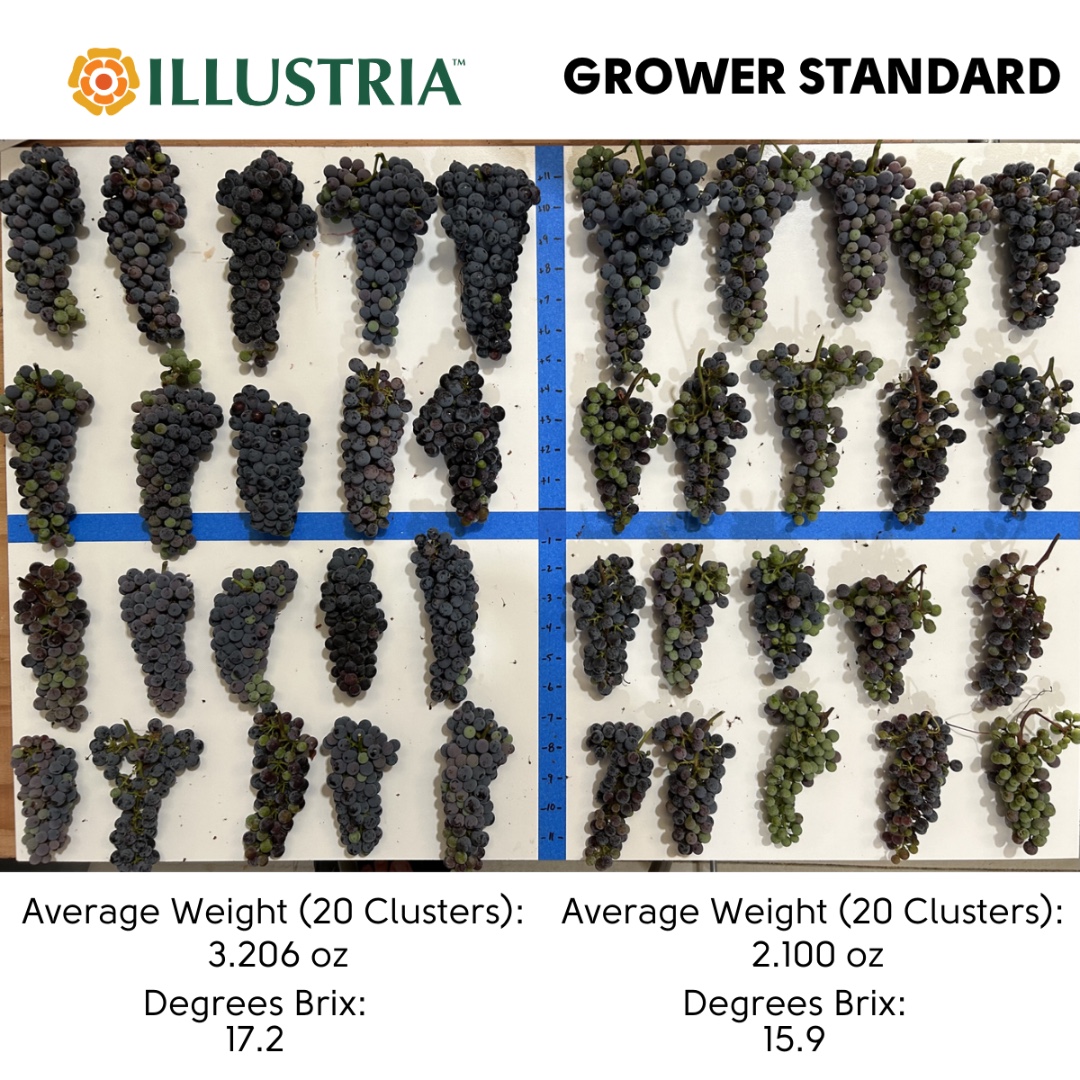 ProFarmGroup's tweet image. Glamour shots from Illustria grape demos with Jon Collison, Central California Coast Territory Sales Manager. With Illustria, our new, patented foliar fertilizer available in California, we see more uniformity, higher cluster weight, &amp;amp; improved canopy cover. #FromtheFieldFriday