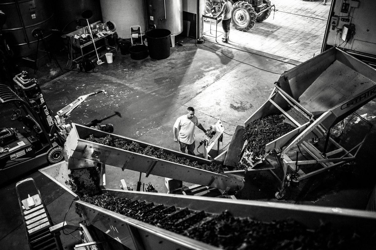 Las uvas, recién vendimiadas, son trasladadas a los enormes depósitos de acero inoxidable, donde tendrá lugar la primera fermentación.
#FincaMonastasia #vendimia #vinosdejumilla #dopjumilla #syrah #vendimia2024 #harvest2024 #harvest #bodega