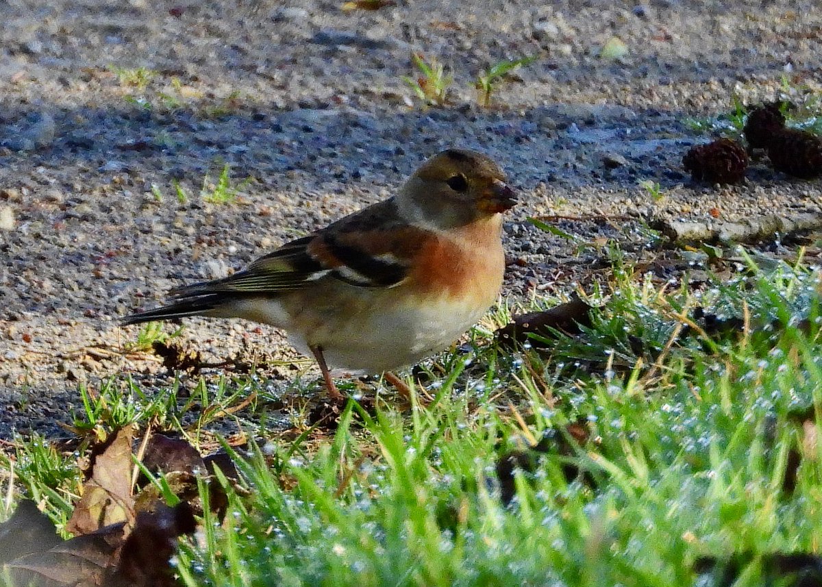 NeilSimms1's tweet image. Brambling at Scaling Dam car park today. Nice selection once again at Margrove Ponds including widgeon, snipe and sparrow hawk @teesbirds1 @nybirdnews @DurhamBirdClub @teeswildlife