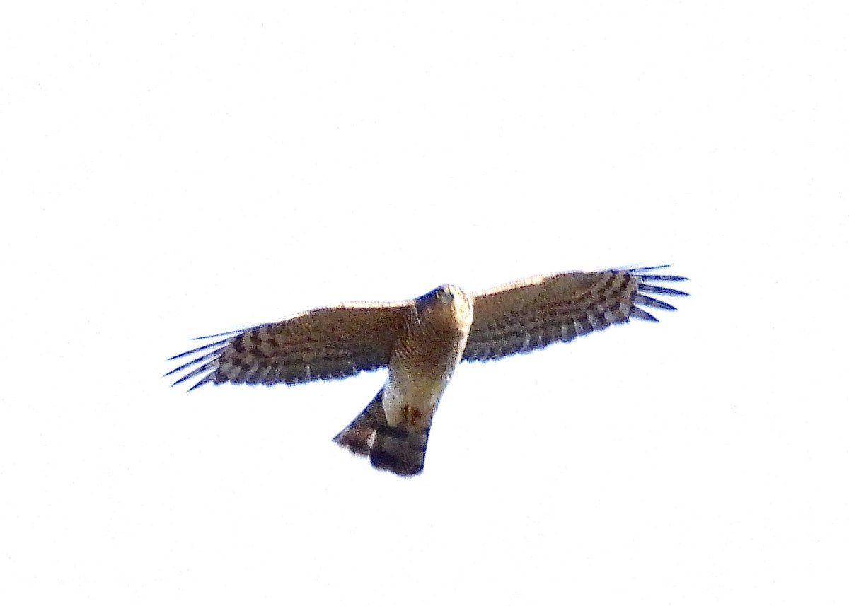 NeilSimms1's tweet image. Brambling at Scaling Dam car park today. Nice selection once again at Margrove Ponds including widgeon, snipe and sparrow hawk @teesbirds1 @nybirdnews @DurhamBirdClub @teeswildlife