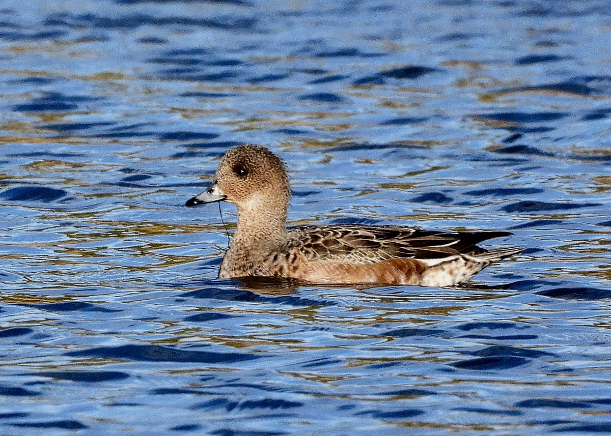 NeilSimms1's tweet image. Brambling at Scaling Dam car park today. Nice selection once again at Margrove Ponds including widgeon, snipe and sparrow hawk @teesbirds1 @nybirdnews @DurhamBirdClub @teeswildlife