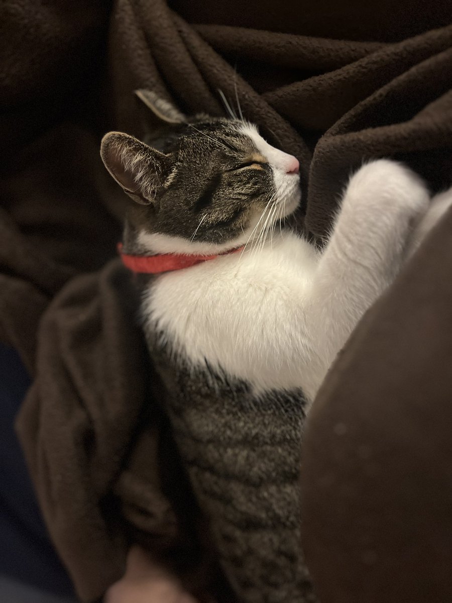 happybarkfr's tweet photo. @Phil_Sledge Netflix and miaow 💕 https://t.co/dKTKVJN0RQ