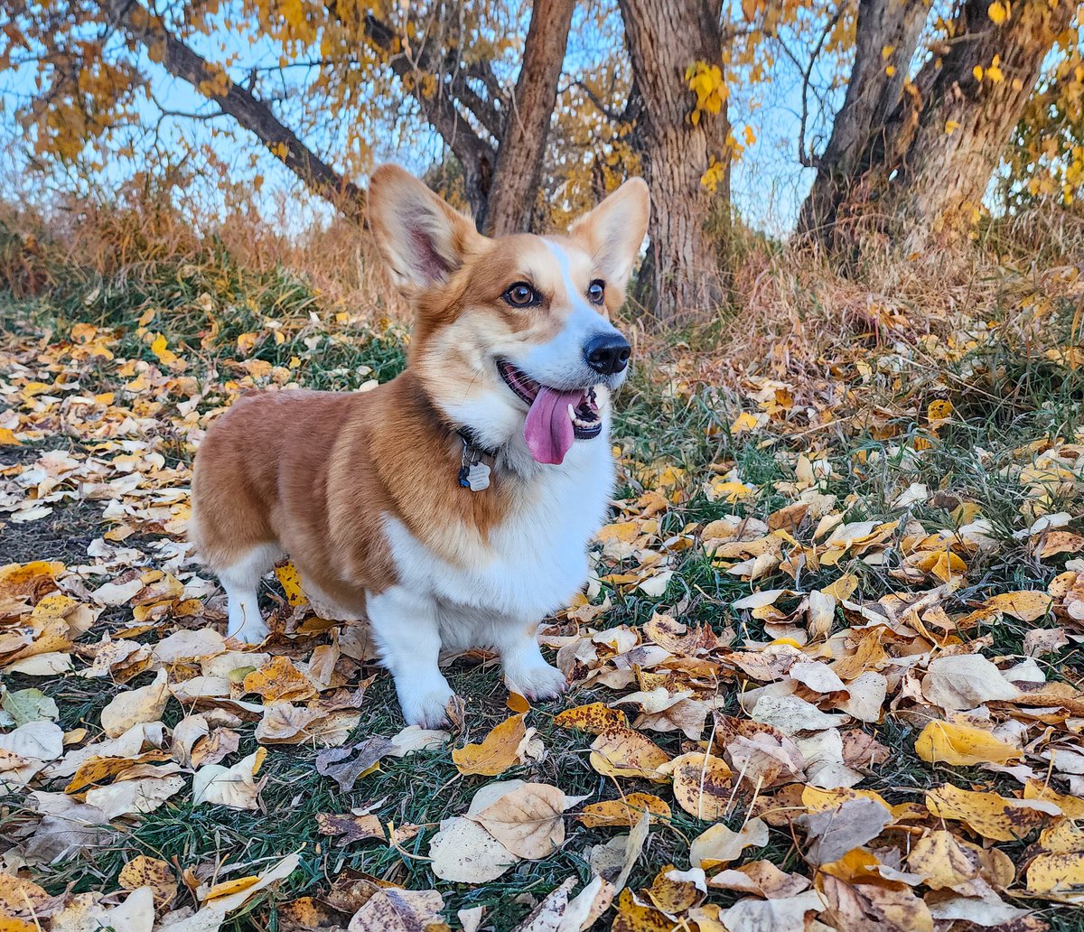 Corgi_Lover7's tweet photo. Spooky trees and many leaves, beautiful day to be a corg! Happy Thursday friends!!! https://t.co/Z7iWp4JXcm