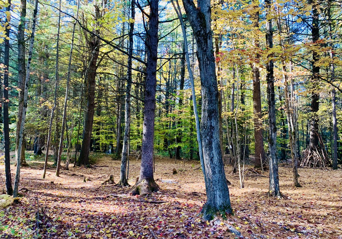 #automne #laurentides
#domainevert