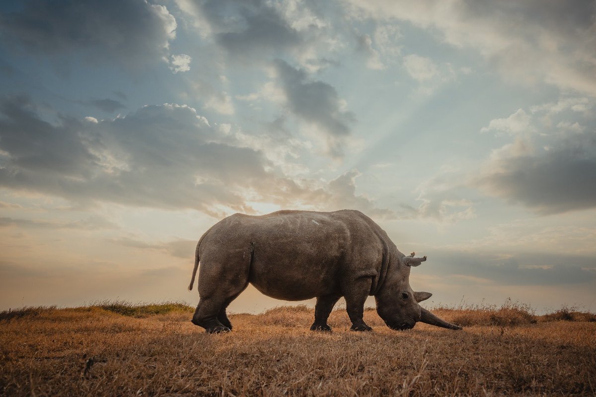 Raakwork's tweet photo. Impact funding to help save the last Northern Rhinos in existence: donate here 

Project Hope: Safeguarding Ol Pejeta’s Rhinos .

Install app now. https://t.co/hR2KiXpAMJ https://t.co/C7heoDNzkZ