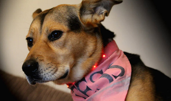 MakerIO's tweet image. Maker Project - Making an E-Textiles safety LED Dog Collar with @Kitronik   

Make yours ➡️ bit.ly/4dGLMwW

#wearables #LEDs