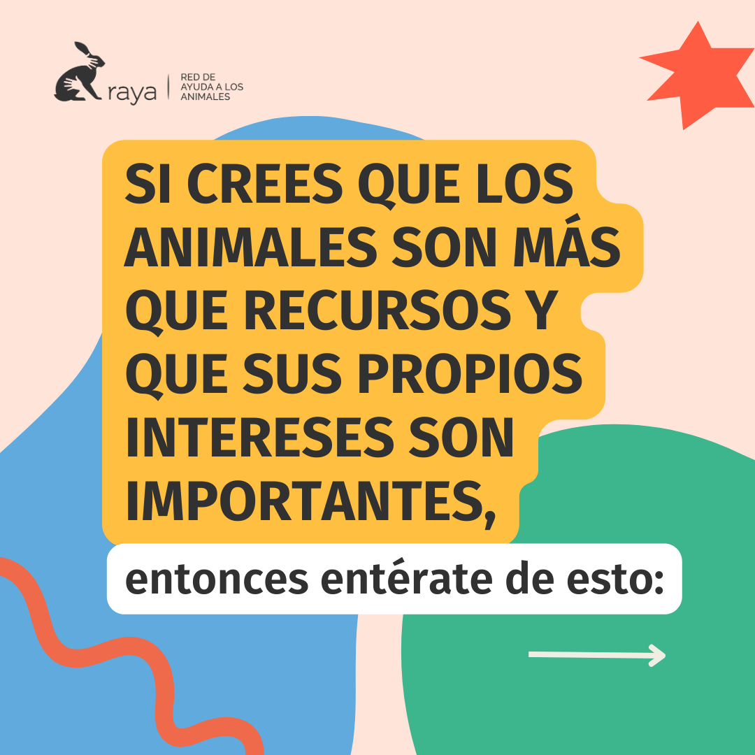 somosraya's tweet photo. Se acerca la #COP16 y con esta declaración buscamos que los animales sean reconocidos como individuos y no como meros recursos. Conoce cómo vinculante aquí https://t.co/IfZy2gAB41 https://t.co/hbdn41MOmp