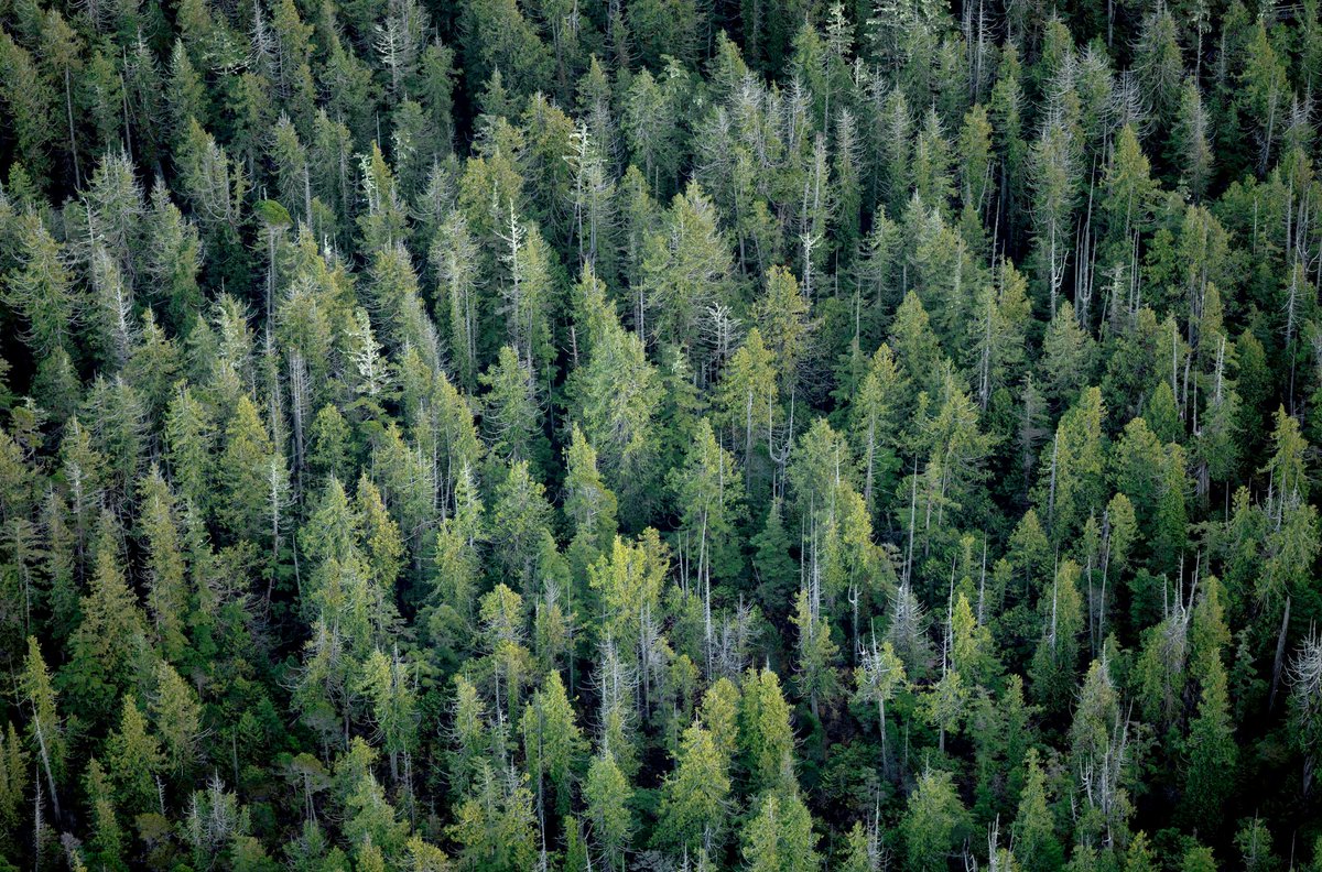 forestscanada's tweet image. #DYK Canada's Boreal forest is the largest intact forest ecosystem in the world? From the Yukon to Newfoundland &amp;amp; Labrador, it stretches across 1.2 billion acres of northern Canada. Our boreal forest represents 25% of the world's remaining intact forests! #ForestFactFriday