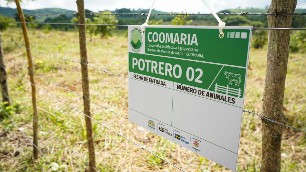 BeatrizGdelcamp's tweet photo. Hoy la cooperativa Coomaria miembro de @FedecaribeOES comparte su iniciativa piloto de ganaderia regenerativa y ambientalmente sostenible con apoyo de @SwedeninCOL @SomosAGROSAVIA @WeEffectLA @MisionONUCol @ARNColombia https://t.co/V3t5e83YbY