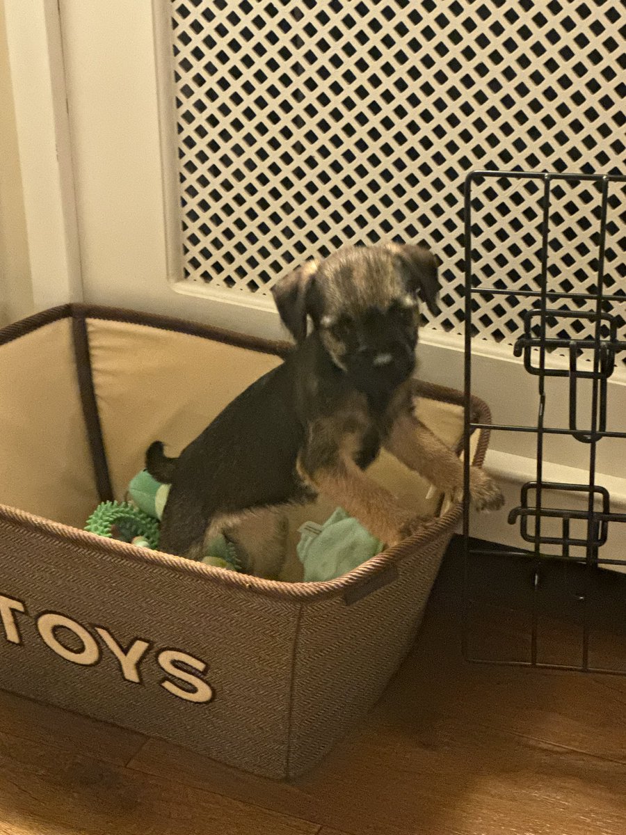 JessJBT's tweet photo. To all you lovely people who posted amazingly supportive messages when our beautiful Jess went over the 🌈 This is for you. Introducing Amber. 10 weeks today. She will never replace our Jessie but she is a sweet girl and quickly finding a place in our hearts 💕 #BTPosse https://t.co/62UYyPsfYS