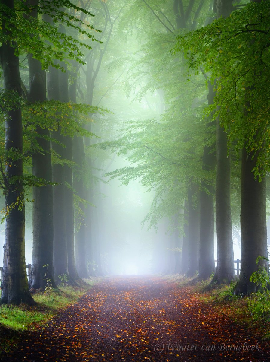 🌳 Vrijdag was het lange tijd mistig! Ook dat levert weer sfeervolle plaatjes op in de natuur, zoals hier in Gelderland... #herfst