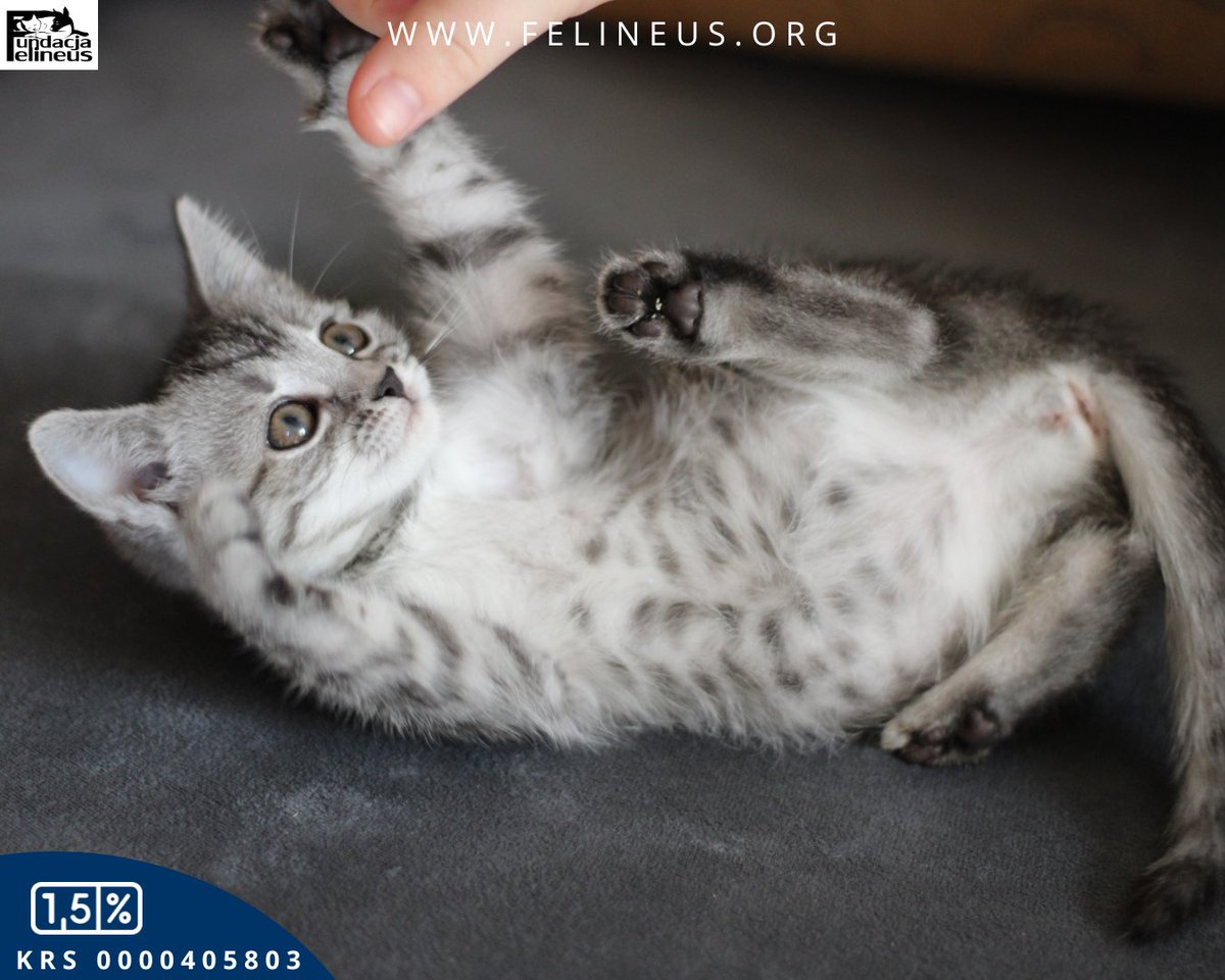 Mała, srebrna kicia szuka domu ❣️

Tula- malutka, srebrna koteczka, urodzona w sierpniu 2024 roku. Tula i rodzeństwo trafili pod opiekę Fundacji gdy byli jeszcze bardzo mali. Wymagali karmienia, gdyż byli niesamodzielni. Stąd jej ogromne przywiązanie do człowieka. Uwielbia tulić
