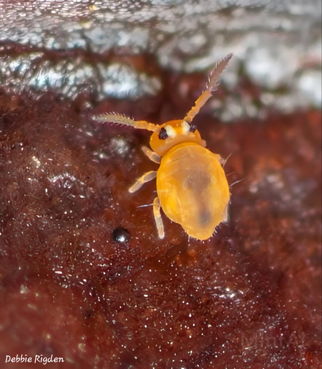 RigdenDebbie's tweet photo. I think this is a Sminthurinus aureus, but not 100% sure size around 0.5-1mm. Can anyone confirm or give the correct ID, please
@georgecmcgavin
@Ed_P_Wildlife #globularspringtail #collembola #springtail #nature #Entomology #wildlife #macro
@ https://t.co/9Fkw0UFKvI