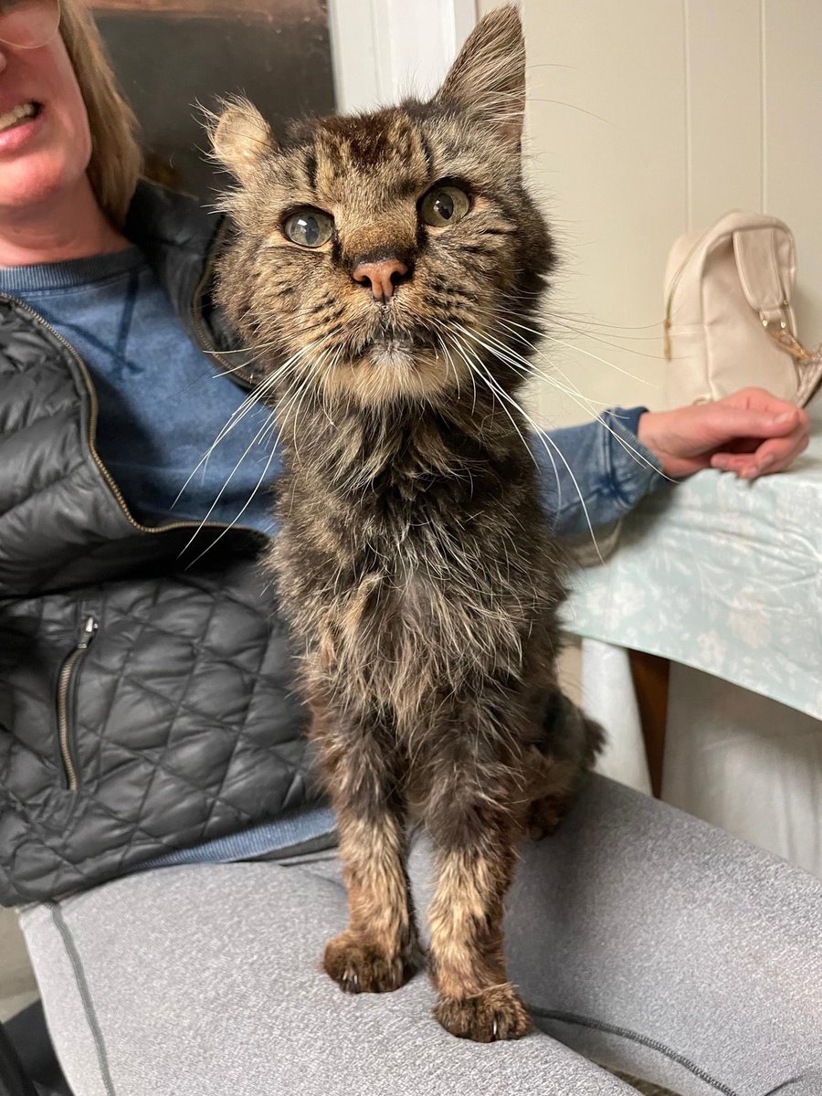 #RavensFlock! Did you know Rufus is a Ravens fan? This cool older guy would love a hospice home where he can hang out in your lap &amp; catch as many games as he can, to watch <a href="/Lj_era8/">Lamar Jackson</a>, <a href="/KingHenry_2/">Derrick Henry </a>, <a href="/ZayFlowers/">zay flowers</a>, great Ravens Softies like <a href="/PRic508/">Pat Ricard 🥞</a> &amp; @urbanlegend96, all the guys… 1/