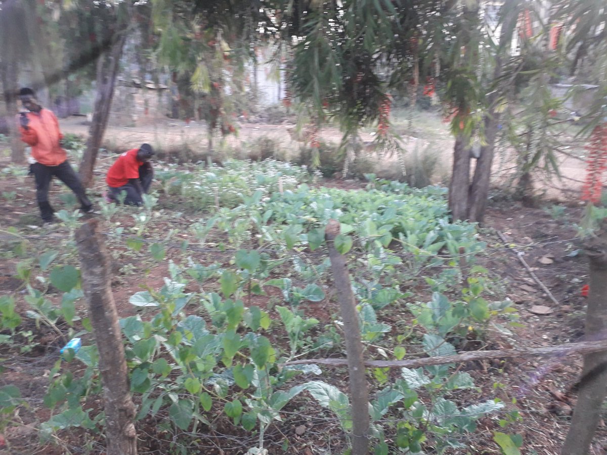 educating the community on importantanace of Recycling and sustainable agriculture <a href="/NarecNgo/">NAIROBI RECYCLERS</a> <a href="/cricketwrites/">Matigari ma Njiruungi , Cricket Writes poet.</a>  <a href="/stevemuema/">steve muema</a> <a href="/HWaliangi/">Humphrey Waliangi</a> <a href="/sustybees/">The Sustainable Business Alliance</a> <a href="/sus_live_tweets/">Sustainable Living</a> <a href="/SustainableCltr/">Sustainable Culture</a> <a href="/FAO/">Food and Agriculture Organization</a> <a href="/AGRA_Africa/">AGRA - Sustainably Growing Africa’s Food Systems.</a> <a href="/CJ4Africa/">Climate Justice for Africa</a> <a href="/FoodSystems/">UN Food Systems Coordination Hub</a> #narec2024 #action #StarAcademyleLive