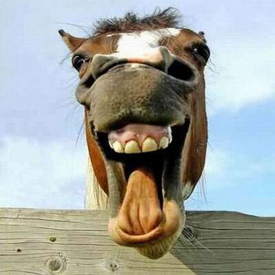 rinorbb's tweet photo. @CryptoWizardd Silly Horse is live 🔥🔥🔥

22YKYX7TTmdpu6RXgTgAB1YCaG9pb1sge2afK72Jpump https://t.co/XiULKjvUcE