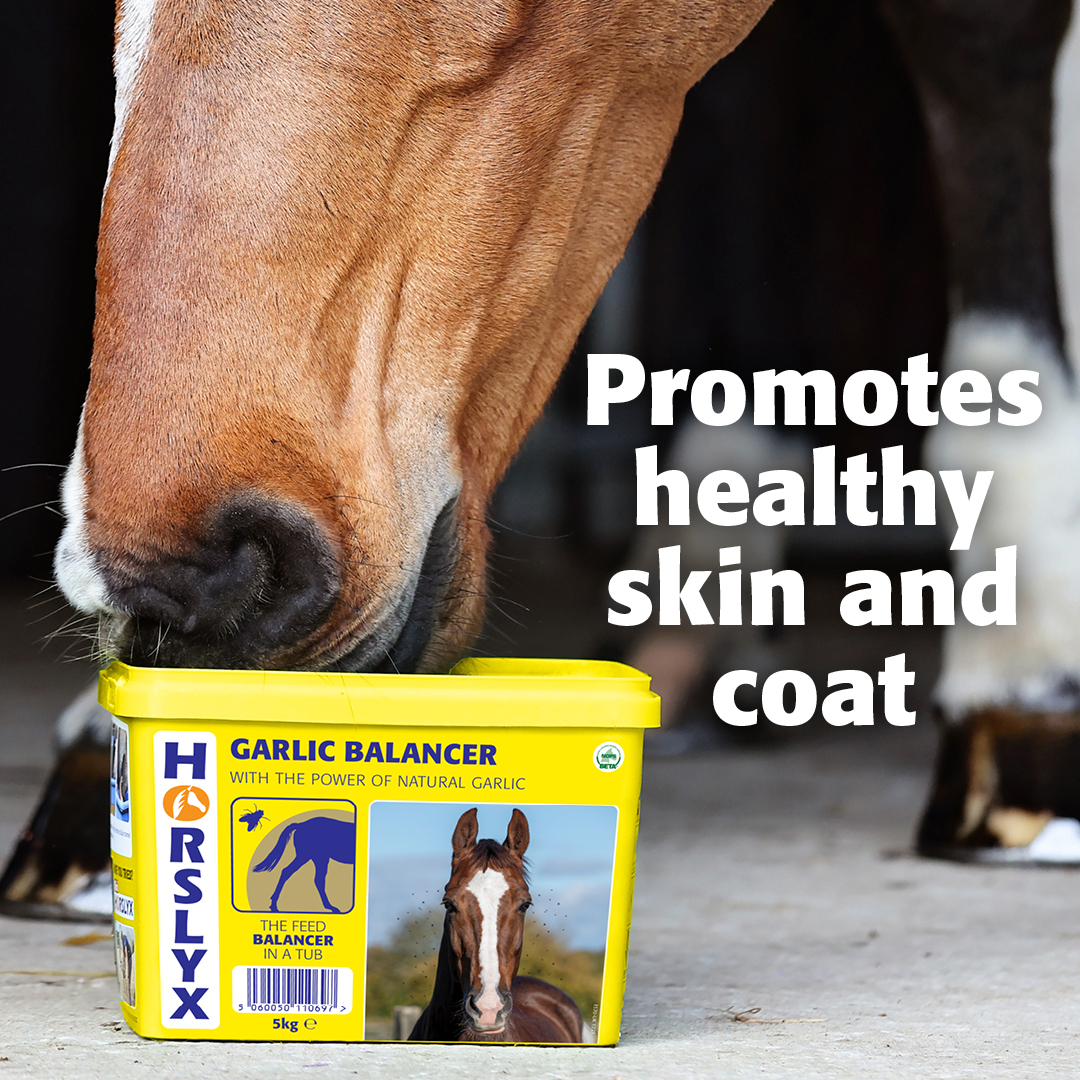 See the Horslyx Shine in your horse, with the help of Linseed oil in all Horslyx Balancers ✨🐎🤩