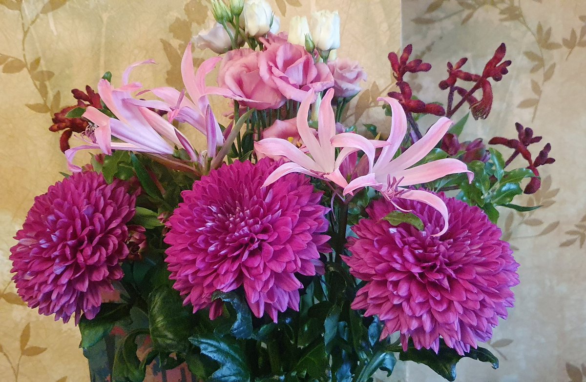 mosie_v's tweet photo. #FlowersOnFriday #Chrysanthemums #Nerines #KangarooPaw #Lisianthus https://t.co/XEzARFWRmI