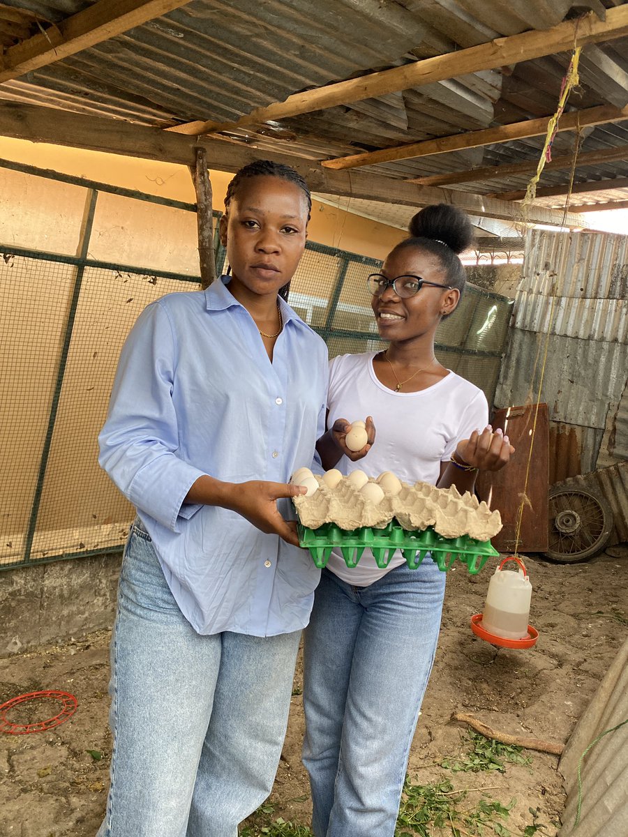 MsalamaRuc58690's tweet photo. I had the privilege of visiting one of my young entrepreneurs from the digital business training program, who is passionately engaged in free-range poultry farming and selling eggs. #goingbeyond @DigitalOppTrust @herinitiative https://t.co/FbOW2x4pAe
