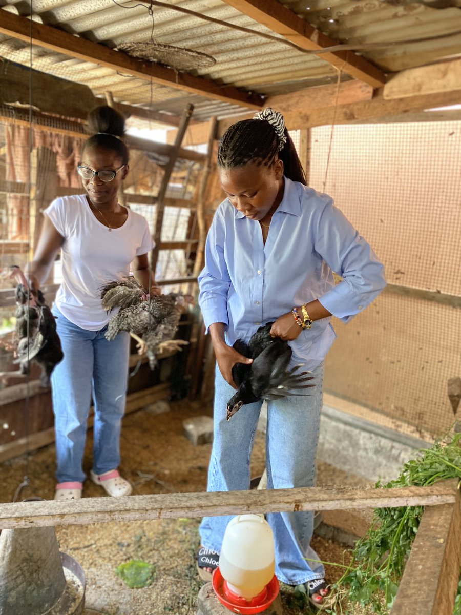 MsalamaRuc58690's tweet photo. I had the privilege of visiting one of my young entrepreneurs from the digital business training program, who is passionately engaged in free-range poultry farming and selling eggs. #goingbeyond @DigitalOppTrust @herinitiative https://t.co/FbOW2x4pAe