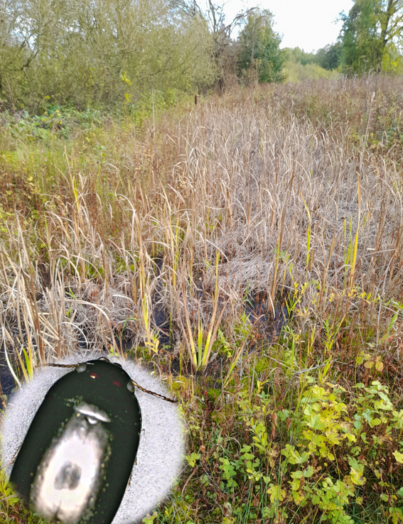 whiterosegreen's tweet photo. This pond at High Batts NR near Ripon always produces interesting insects, key feature being deep fringe of Pointed Spear-moss. Of note today were diving beetles Agabus affinis (inset) &amp; Hydroporus neglectus (Nationally Scarce) &amp; tiny scavenger water beetle Chaetarthria simillima https://t.co/kXGoyeW7Zf