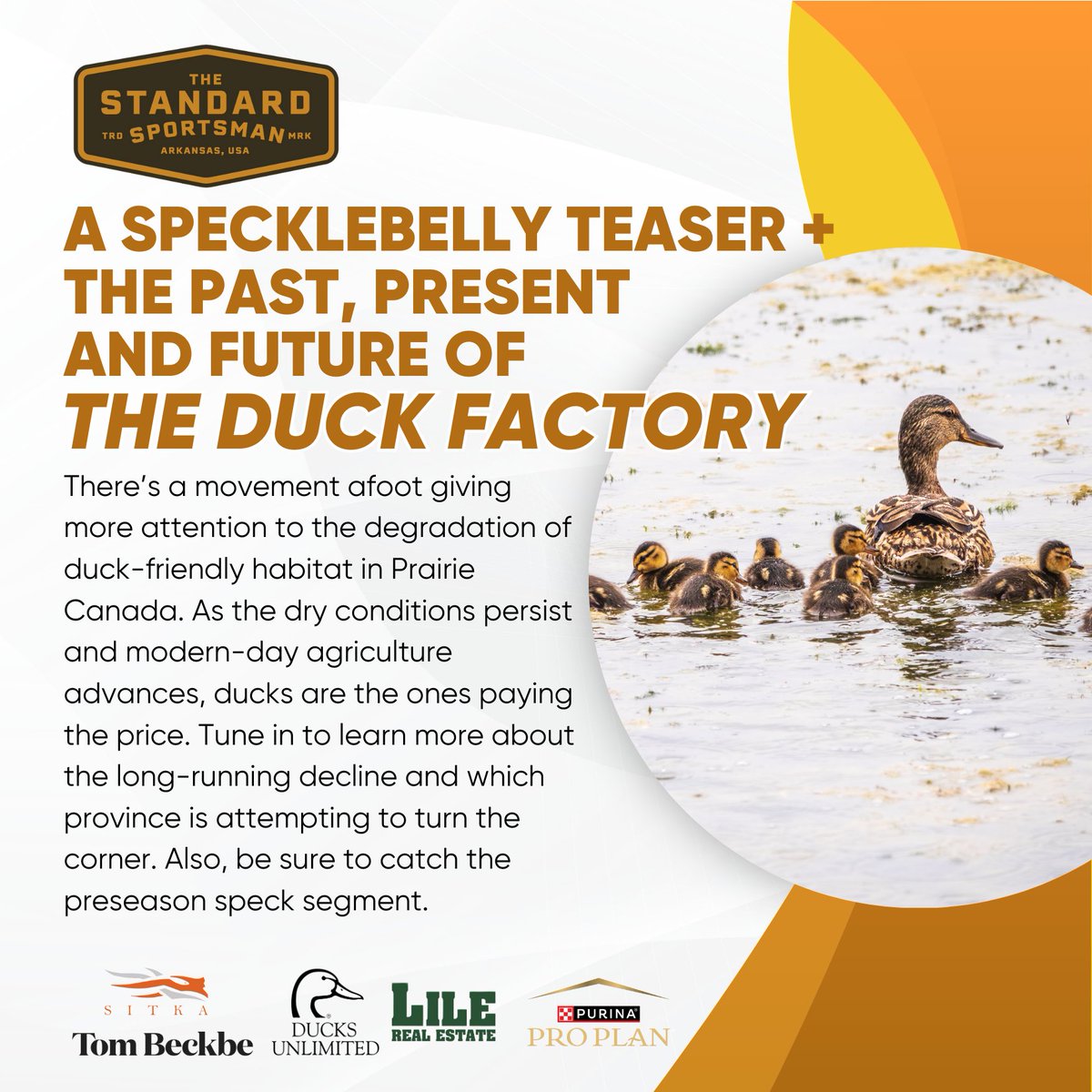 stndsportsman's tweet photo. Concerned about duck production north of the border? You should be. Learn more and get a little insight into the early speck season in Arkansas on this week's episode. Listen: https://t.co/xNsMODbgL5 #duckhunting #goosehunting #conservation #specklebelly https://t.co/NMvEpZCnRo