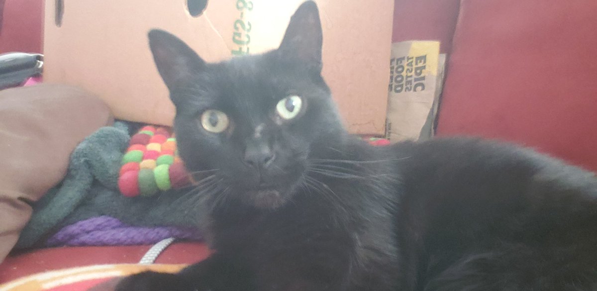 dekebridges's tweet photo. You said WHAT?
#CatsOfX #MiloCat https://t.co/INFmrxwW4I