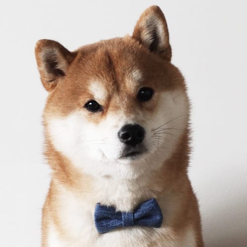 Shiba Every Hour tweet media