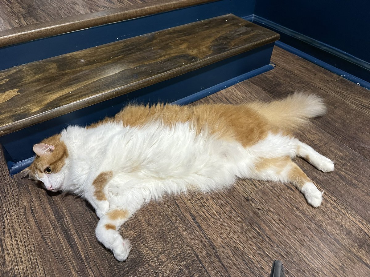 well itis mine momb bird they and she not Evan get me an present so i gess i will juss lay here and play with NOTHENG