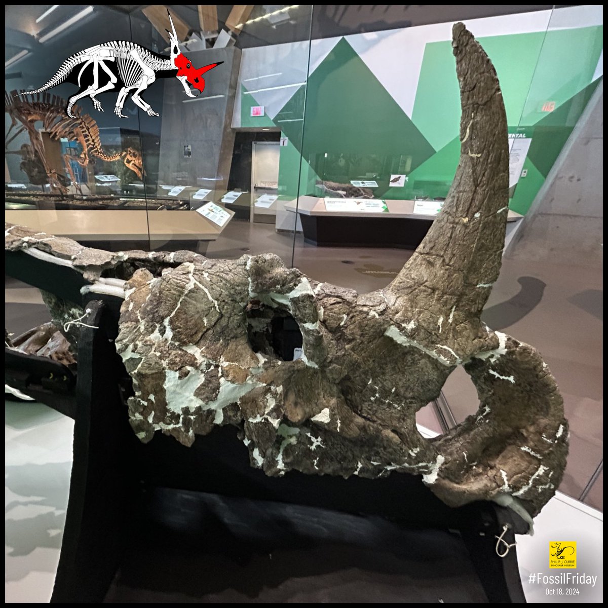 #FossilFriday! This week, we're showcasing the hidden right side of our Styracosaurus skull (taken from inside the display case)! Known for its massive horns, this animal roamed Southern Alberta 83-70 m.y.a. This great specimen highlights the incredible diversity of ceratopsians.
