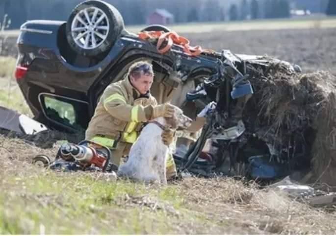 Planimaux tweet media
