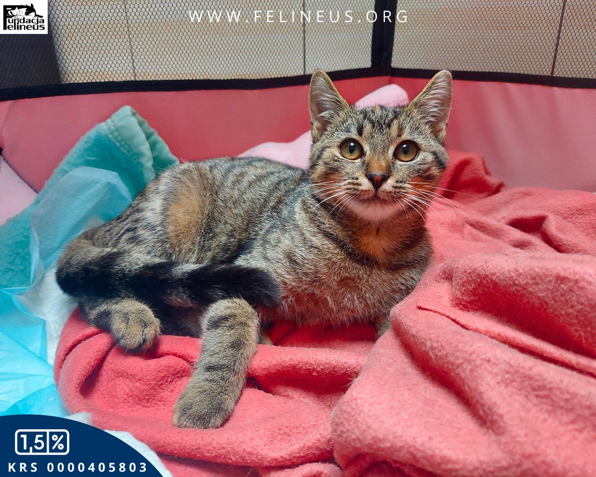 Miziasta i rozmruczana kota szuka domu ❣️

Mila – kotka urodzona w czerwcu 2024 roku. Mila to kochana, mizista i rozmruczana kotka. Gdy pozna człowieka staje się jego najlepszą przyjaciółką. Na sam widok głośno mruczy i zaraz przychodzi się przytulić, uwielbia mizianie. Kocha