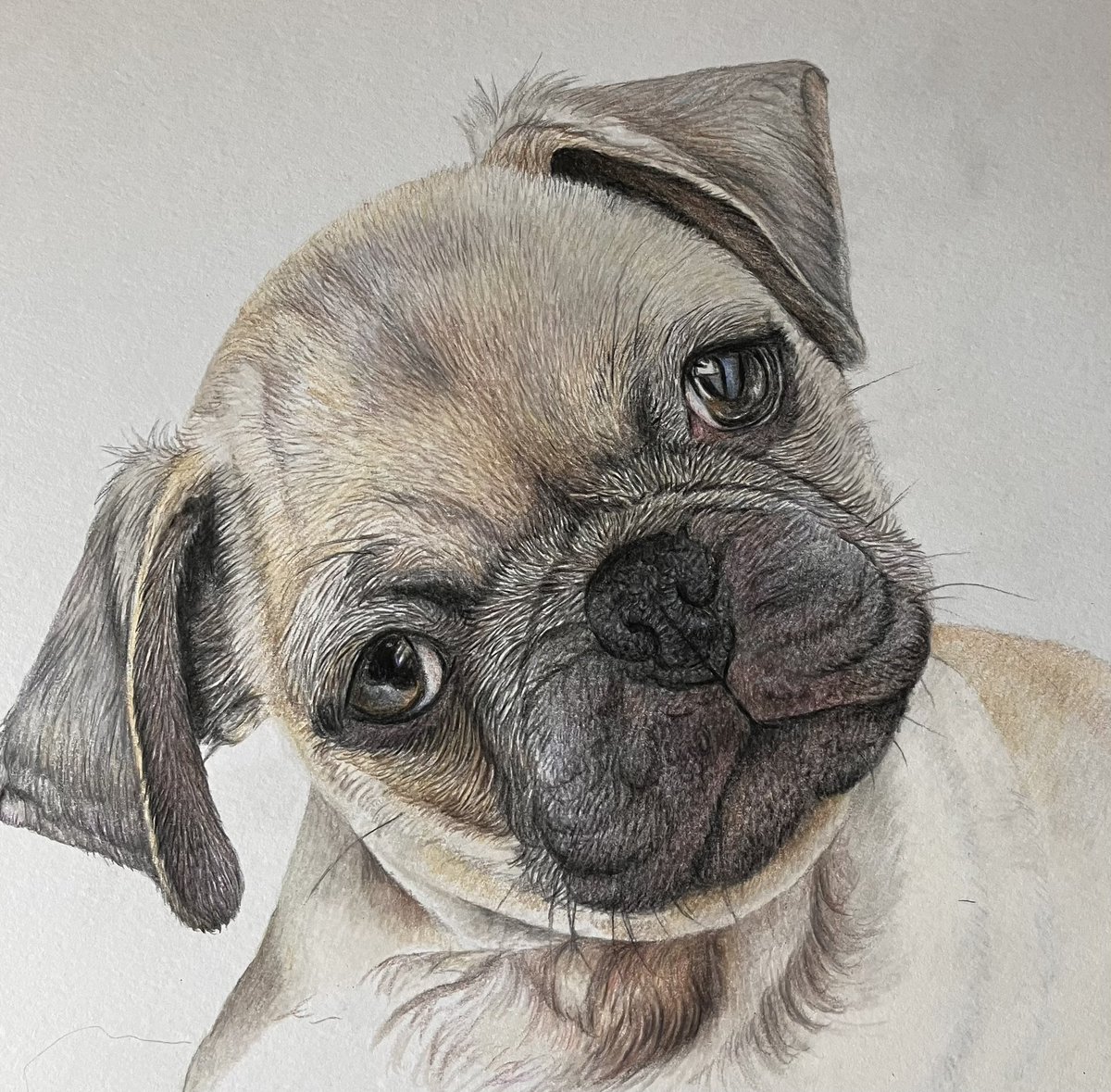 Bit more work done on the pug today. #art #drawing #dogs