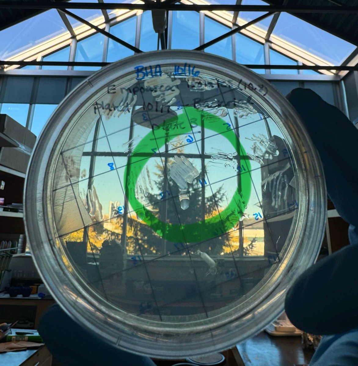 Edel Pérez-López tweet media