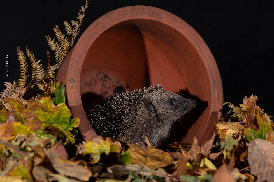 Join us in giving hedgehogs a helping hand! 🦔

To combat plummeting hedgehog numbers, we've worked with <a href="/PTES/">People's Trust for Endangered Species</a>, <a href="/hedgehogsociety/">Hedgehog Society</a> and other wildlife charities to launch the UK's first National Hedgehog Conservation Strategy. 

Read more about the strategy: rhs.org.uk/science/articl…