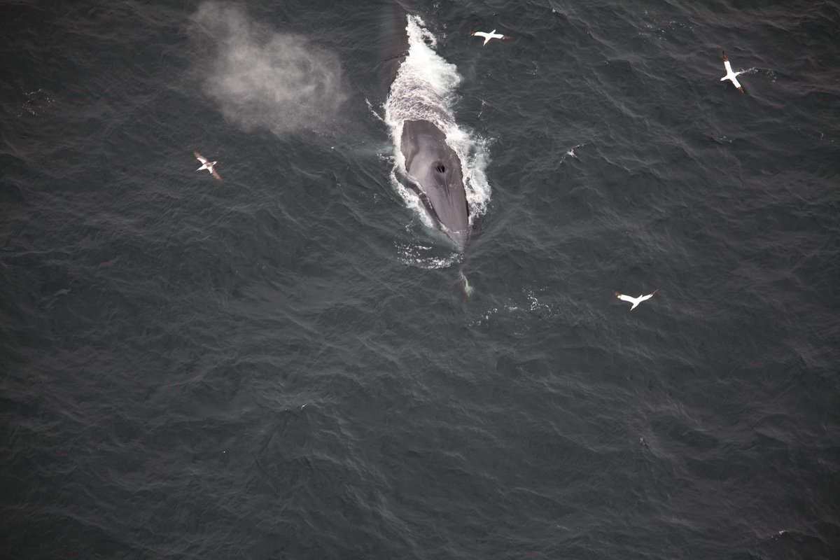 Irish Air Corps tweet media