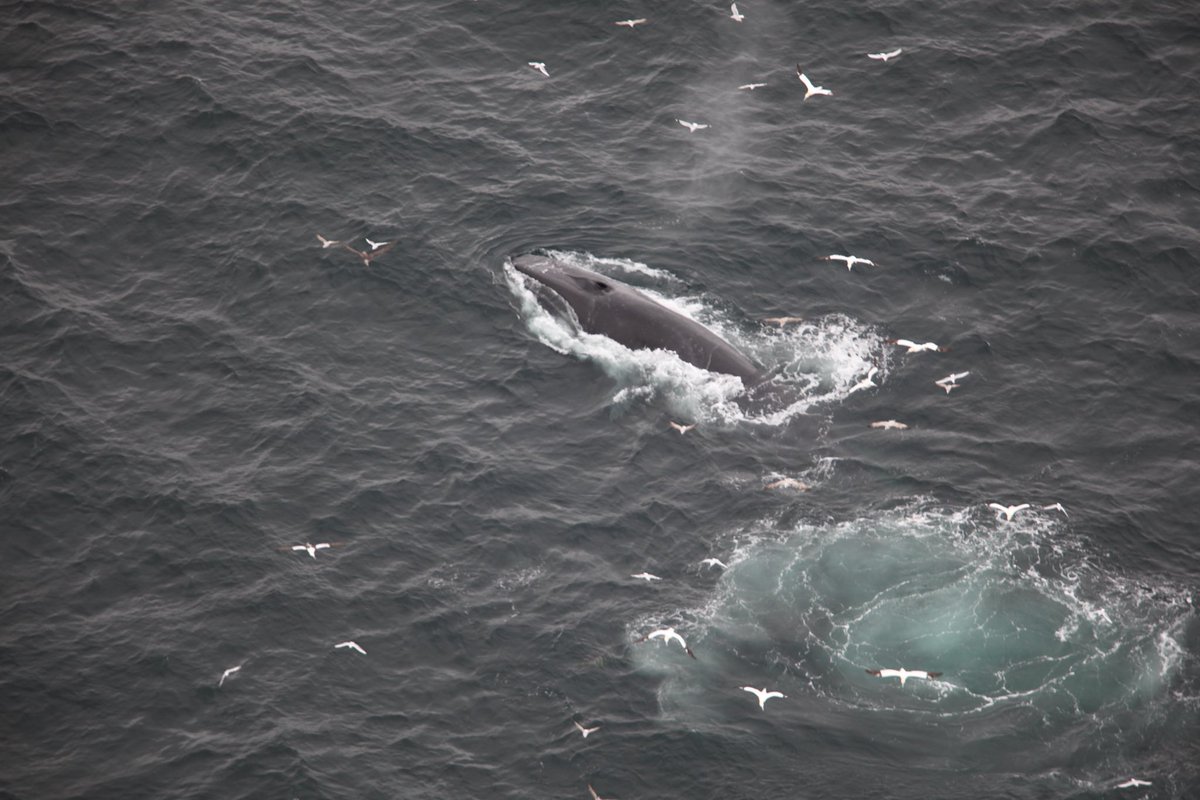Irish Air Corps tweet media