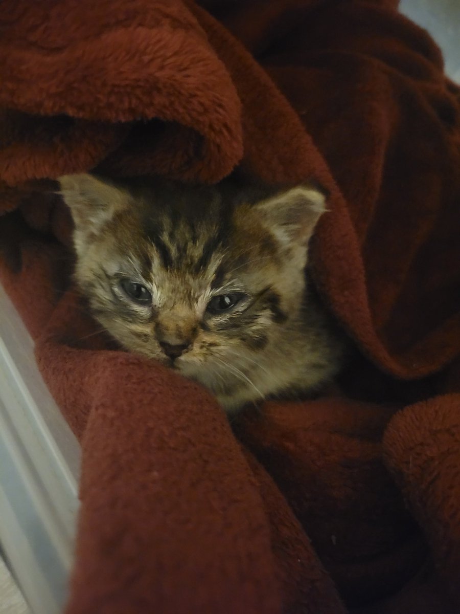 Aujourd'hui je suis allée au taf comme tous les jours.
J'ai trouvé ce chaton d'un mois que sa mère a délaissé.
C'est un petit garçon.
Il était malade, je l'ai soigné, maintenant je vais lui offrir une belle vie.
Bienvenue Misha 🥰😻
