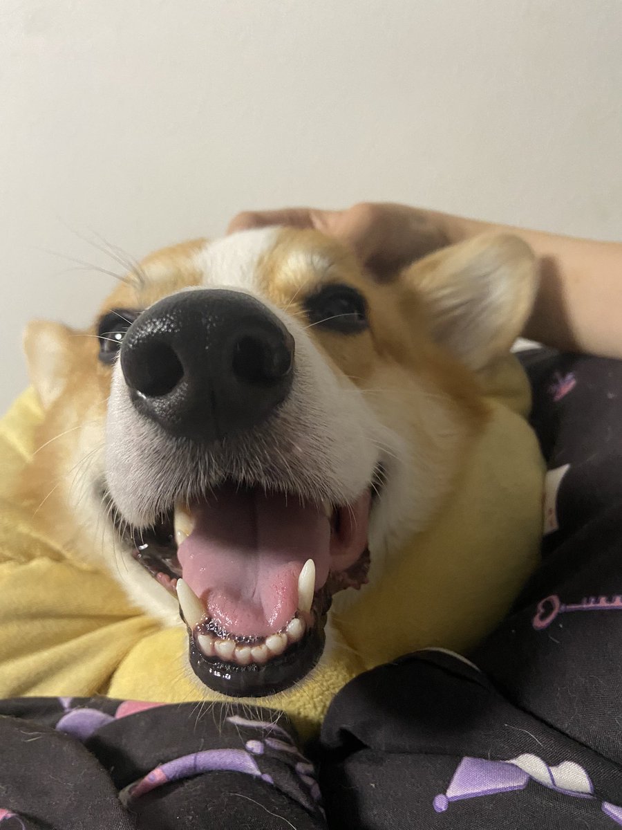 Tenkun0106's tweet photo. 少し前に流行ってたテンくんの名前は
キューピッドくんでした🐶笑 https://t.co/oSZynKDqTk