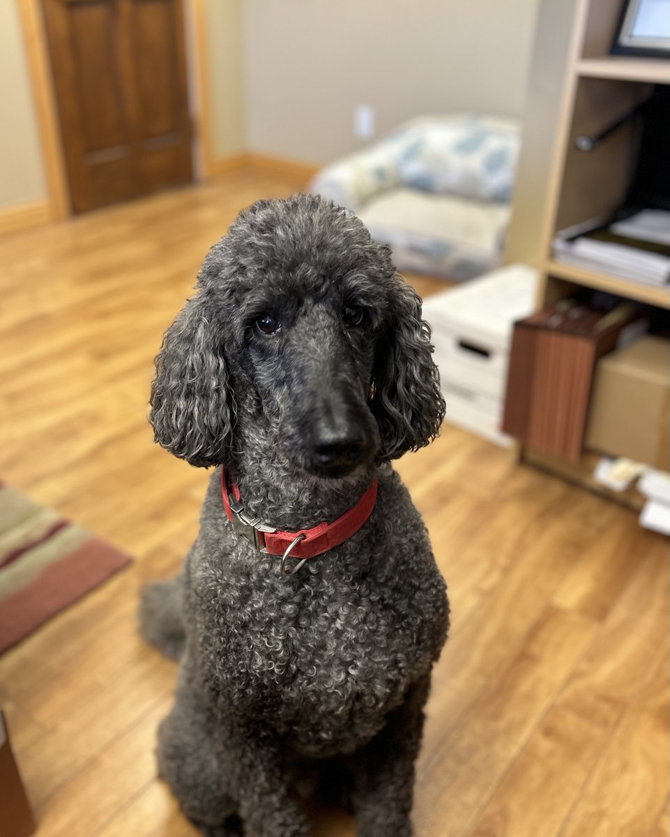 PurvisCulbert's tweet image. Our official mascott aka Chief Therapy Officer wishes everyone a great weekend!