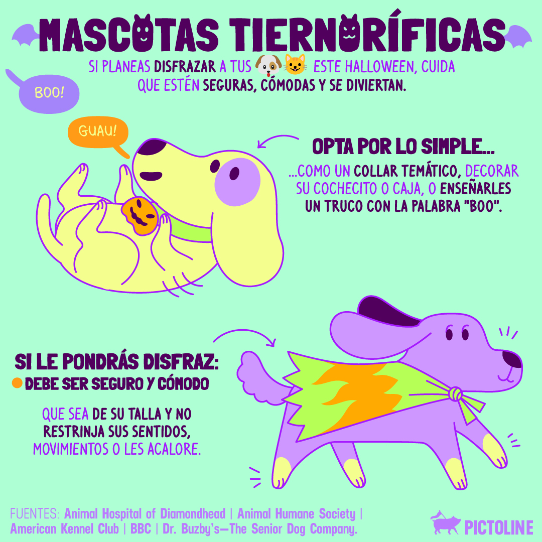 pictoline's tweet photo. 🕷️🦇👻🐝🎃💀 Hay una gran variedad de disfraces de Halloween para mascotas 🐶🐱, ¿pero qué tan seguros, cómodos y divertidos son para ellas? 👀👉
#PetCostumeContest #SuperMascotas #DisfracesOriginales #DisfrazDePerro #GatoConEstilo #Pictoline https://t.co/dglY1efdm0