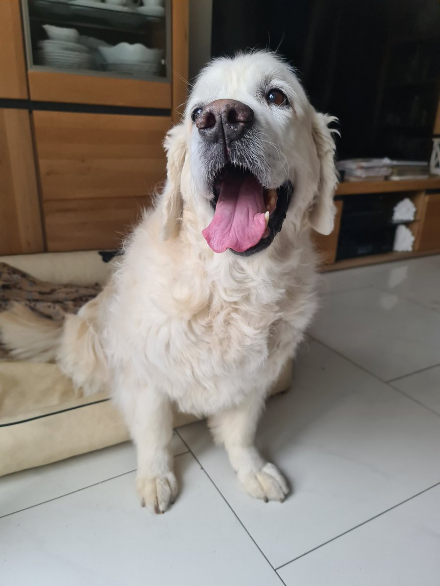 Wurde heute getrimmt ♡