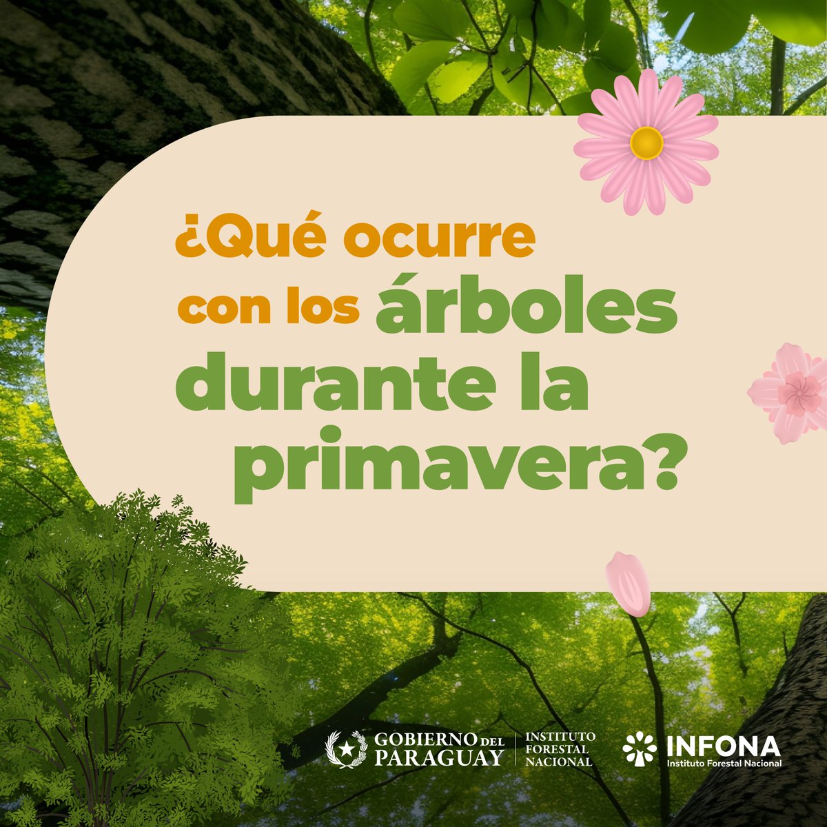 InfonaPy's tweet photo. 🤔 ¿Alguna vez te preguntaste qué pasa con los árboles en primavera? 🌸

En esta estación del año, los árboles experimentan cambios significativos 🌳 por el aumento de la temperatura y las horas de luz ☀️, lo cual es crucial para su crecimiento y salud https://t.co/Tb4Inpf4hX