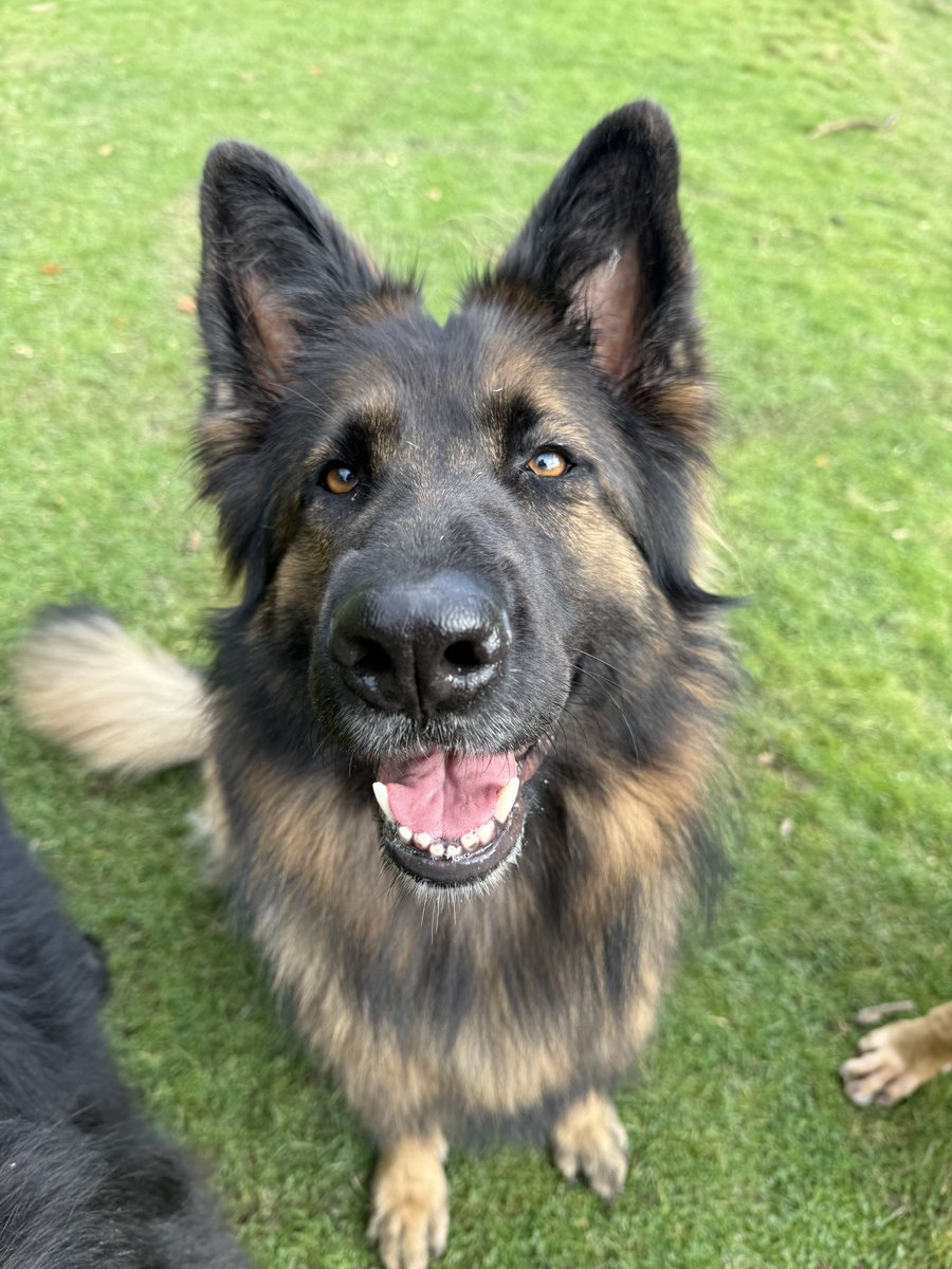 ForRover's tweet image. Hey everyone. It’s been a while. I’ll be deleting this account soon. If you want to keep up with me, I’ve created a BlueSky account and will start using that soon. You can also find me on Instagram. 

bsky.app/profile/dogday…