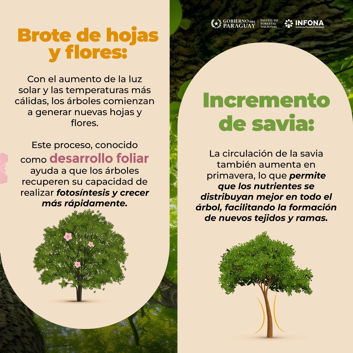 InfonaPy's tweet photo. 🤔 ¿Alguna vez te preguntaste qué pasa con los árboles en primavera? 🌸

En esta estación del año, los árboles experimentan cambios significativos 🌳 por el aumento de la temperatura y las horas de luz ☀️, lo cual es crucial para su crecimiento y salud https://t.co/Tb4Inpf4hX